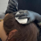 Scalp Micropigmentation and Grey Hair.